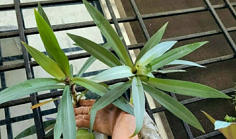Combo Moses in the Cradle Plants 🌵