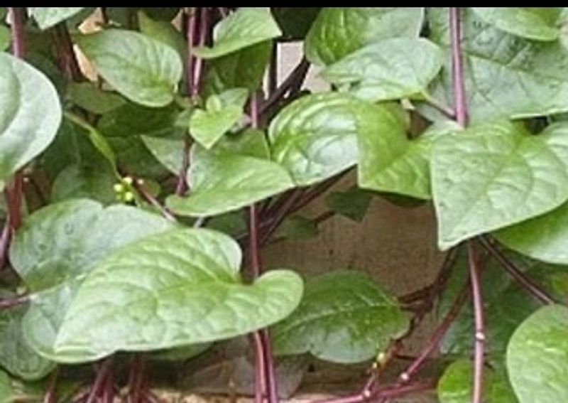 Pasalai Keerai  Red Malabar Spinach