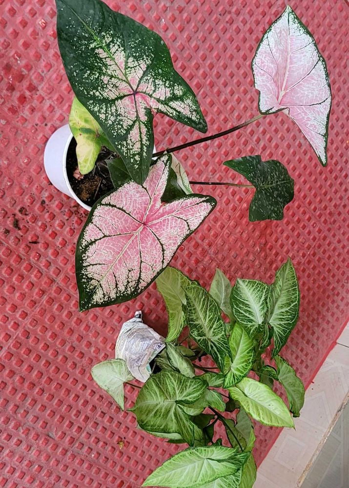 2 set Caladium Pink Splash &amp; arrohead Plants🪴