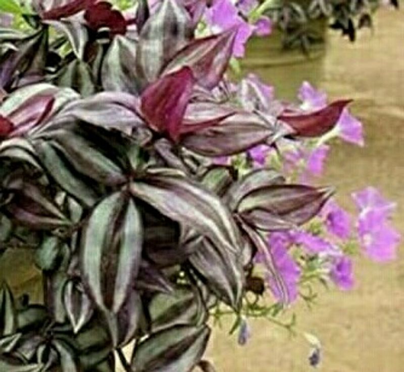 Tradescantia Zebrina Plant 🌵