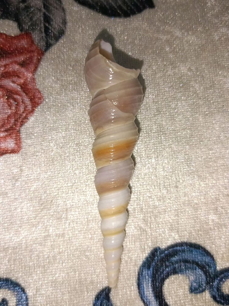 Rare Auger Screw Spiral Shell Unique