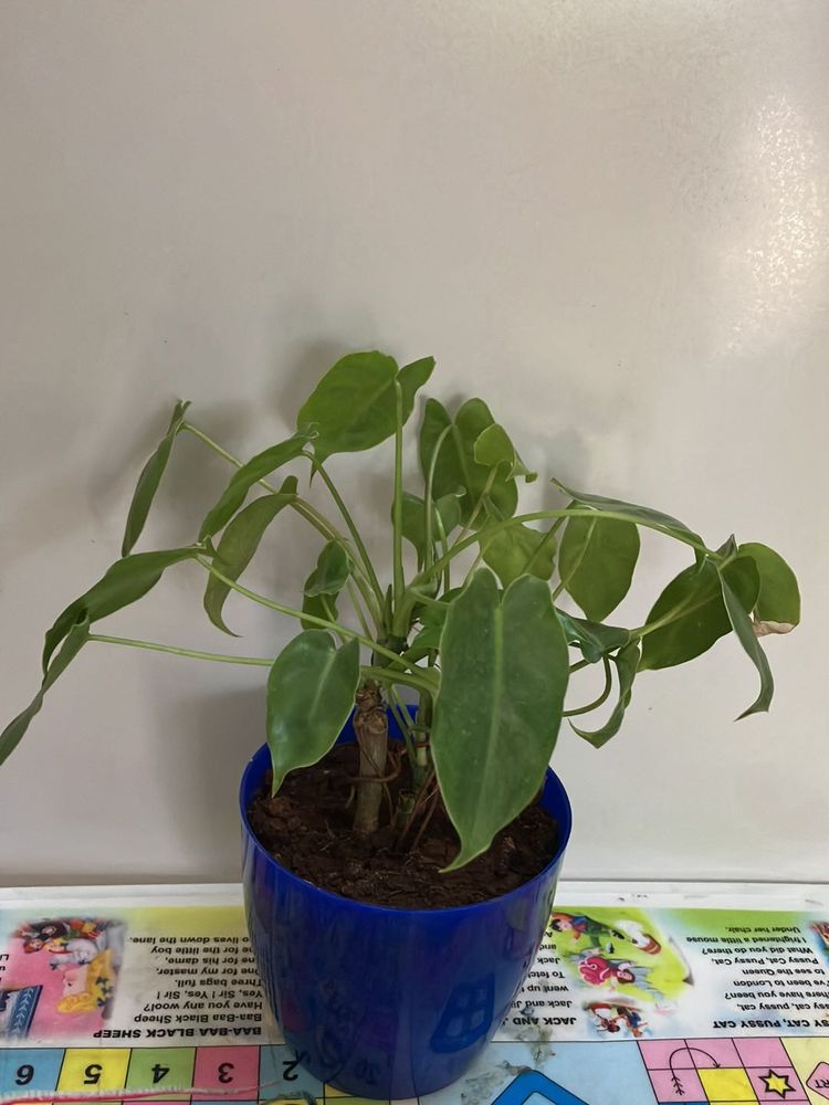 Blue Pot &amp; Philodendron Plant