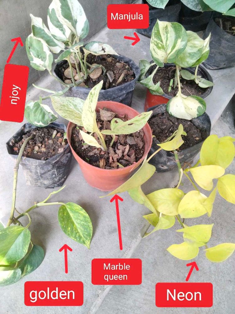 Home & Kitchen > Artificial Plants | Assorted Pothos Plants(5 varieties ...