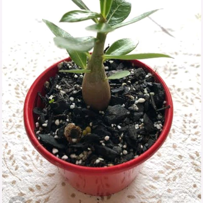Adenium 10 Plant Combo