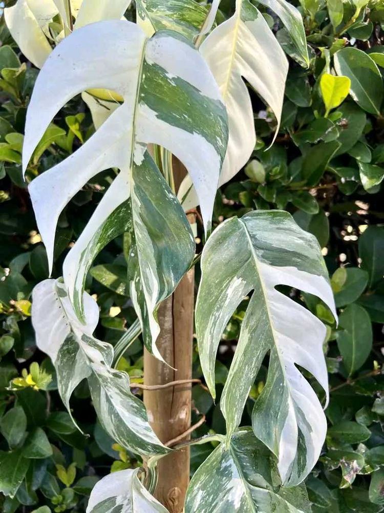 epipremnum pinnatum albo plant