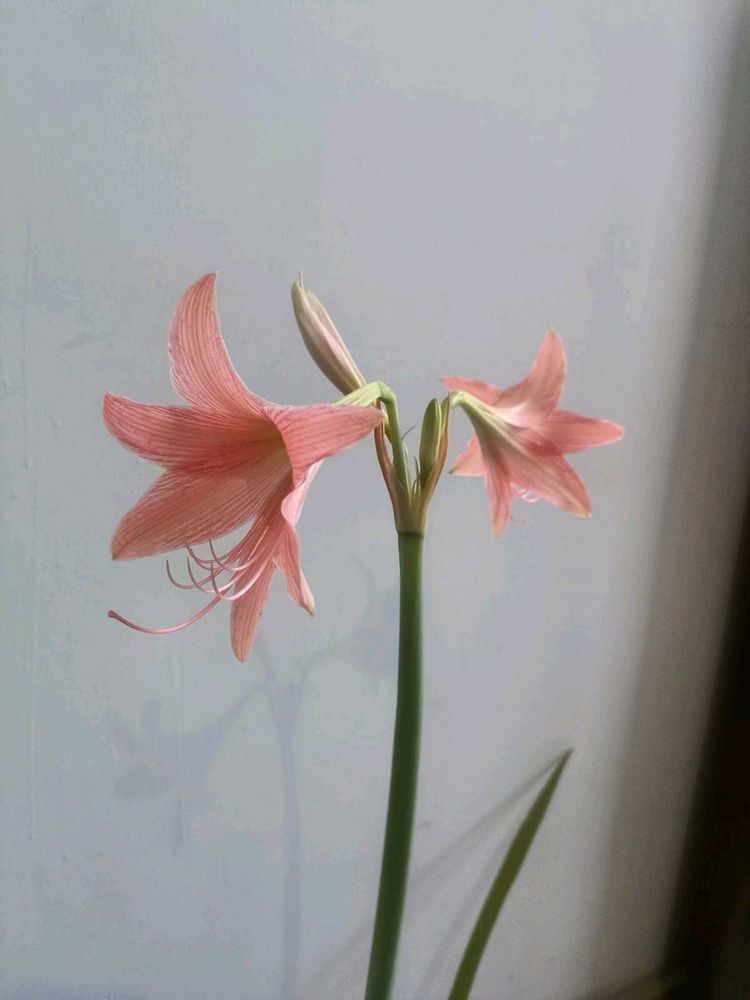 Amaryllis lilly bulb