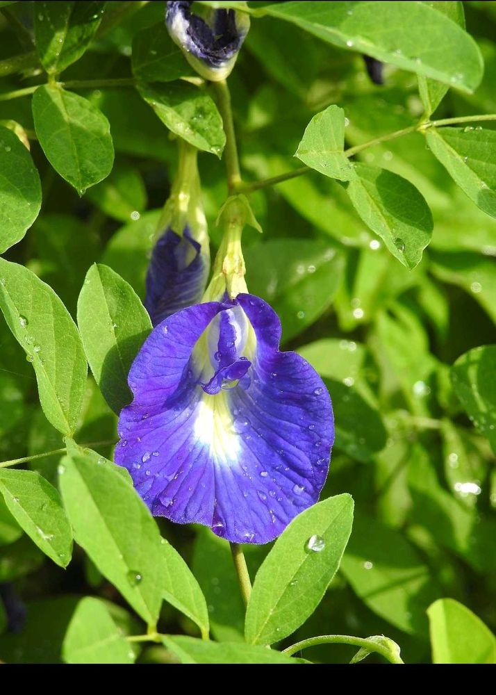 Aparajita Flower Seeds