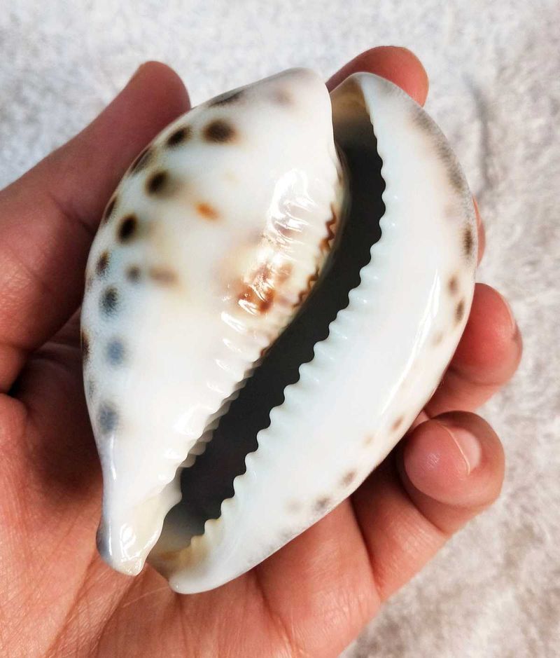 Tiger Cowrie Sea Shell
