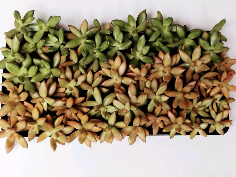 Sedum Adolphii Cuttings  Available