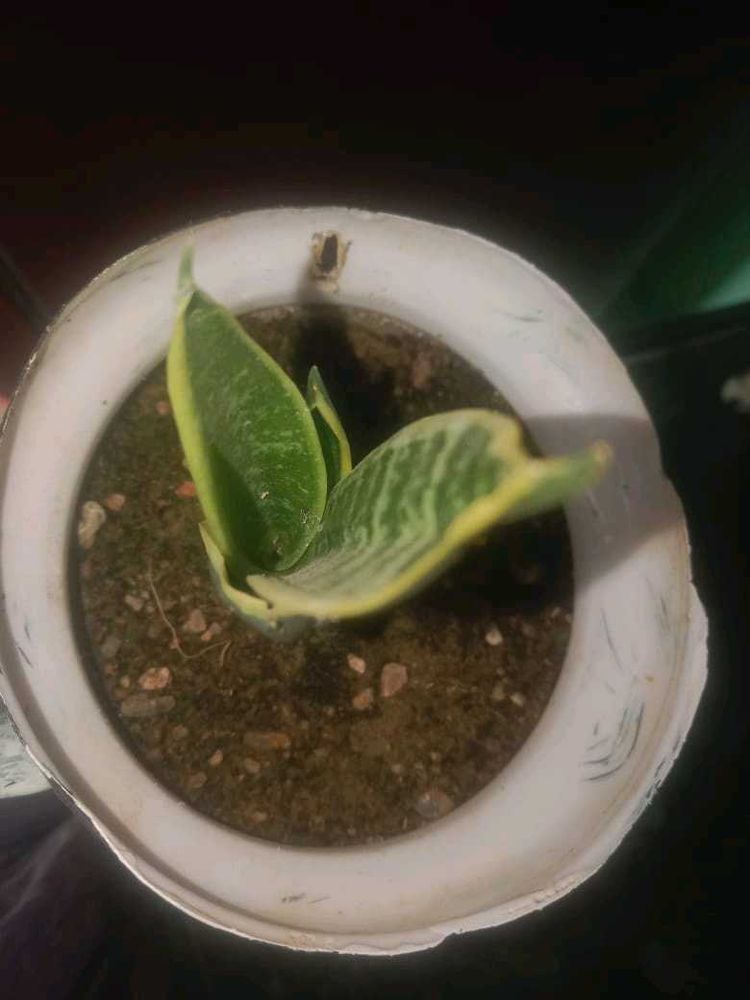 Snake Plant in Pot