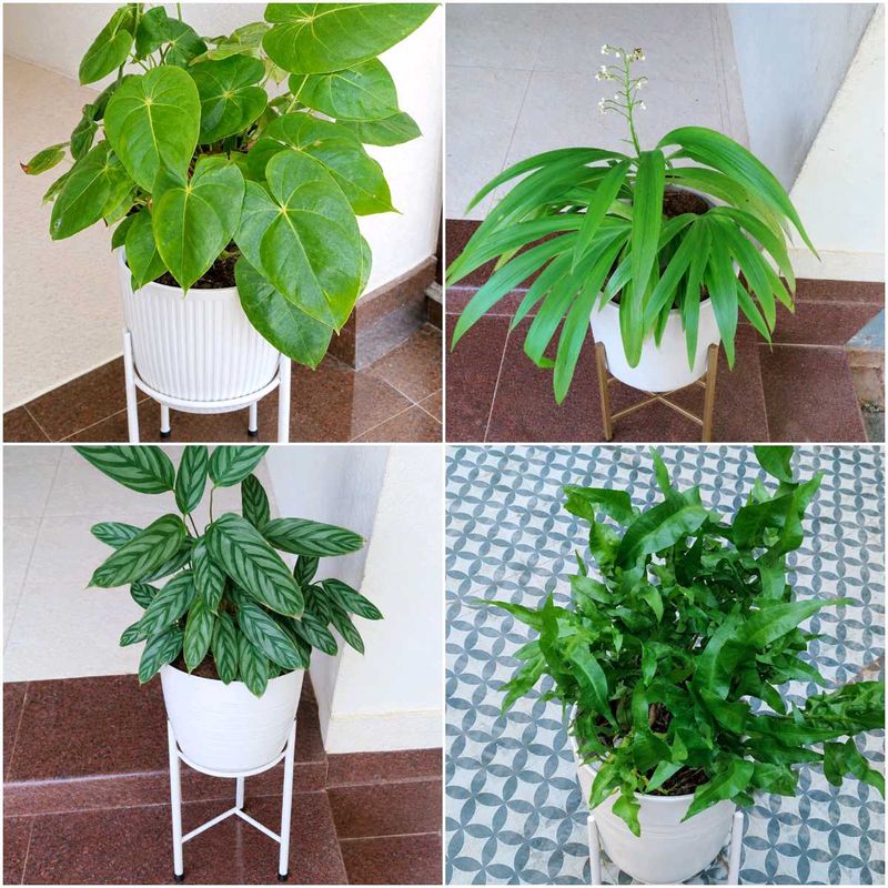 16 live root plants