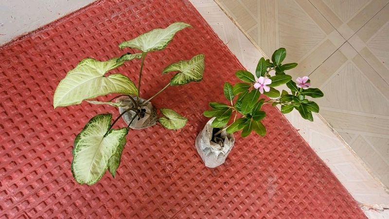 Pack 2 Arrowhead &amp; Pink Sadafuli Plant's