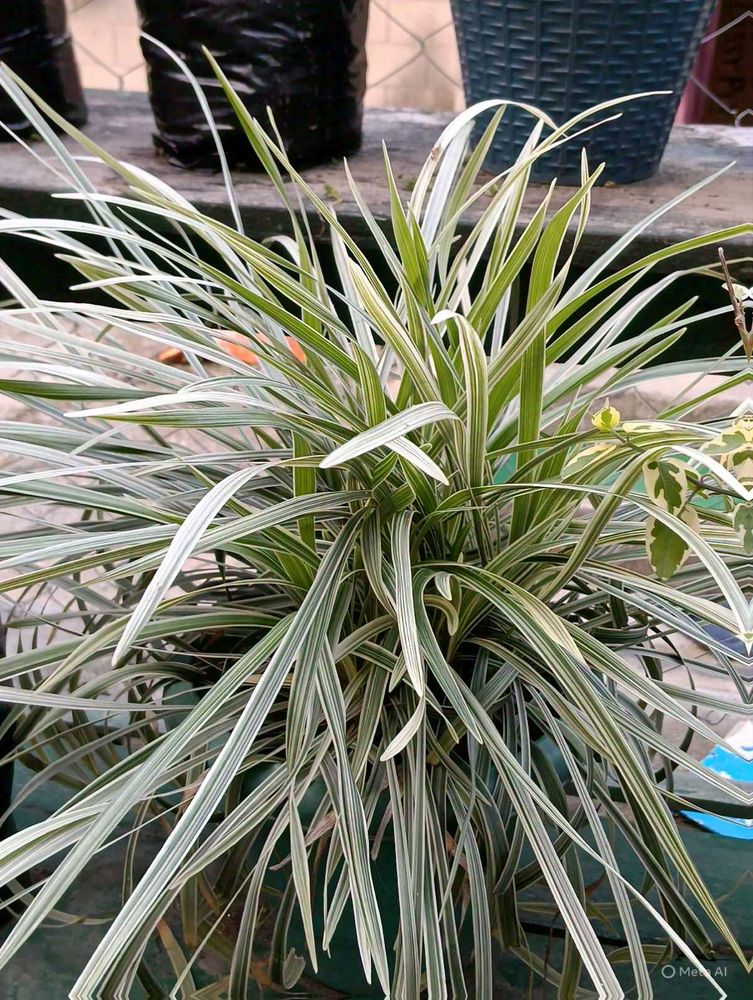 live Beginner-friendly plant combo of 4 at just 30