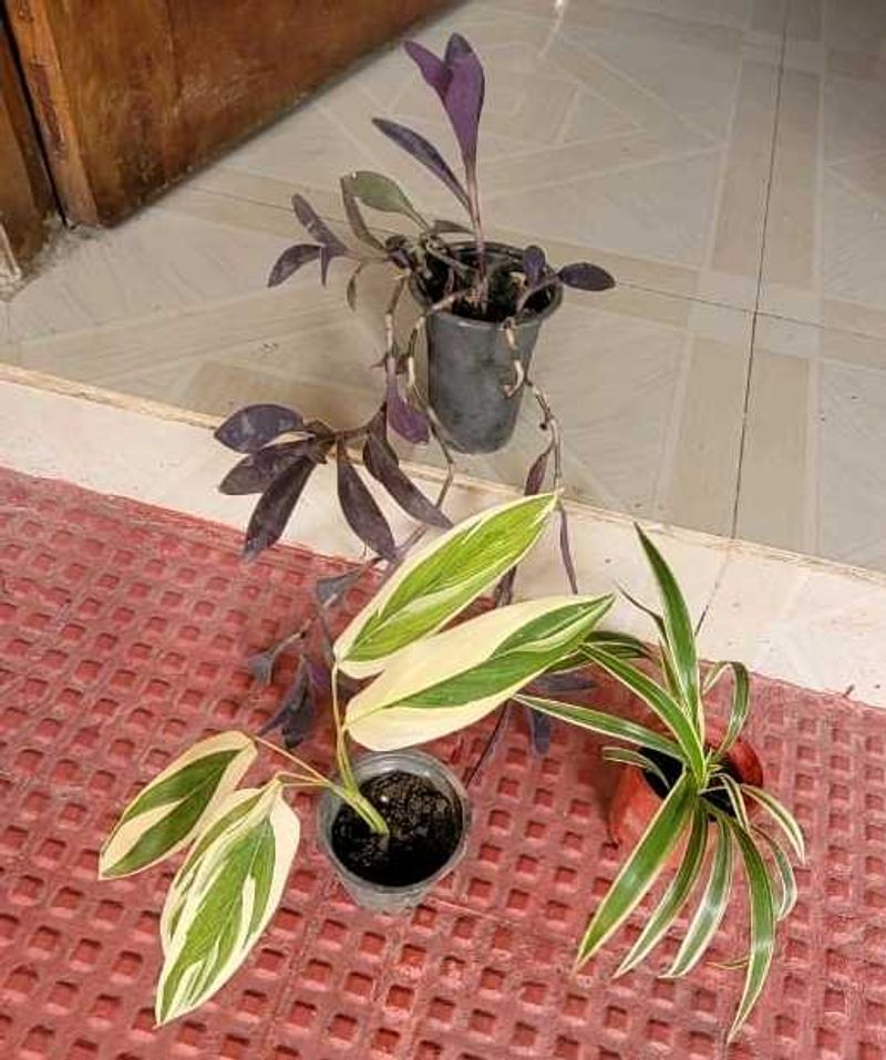 3 Set Pandanus veitchii &amp; Never.. &amp;Purple Heart pl