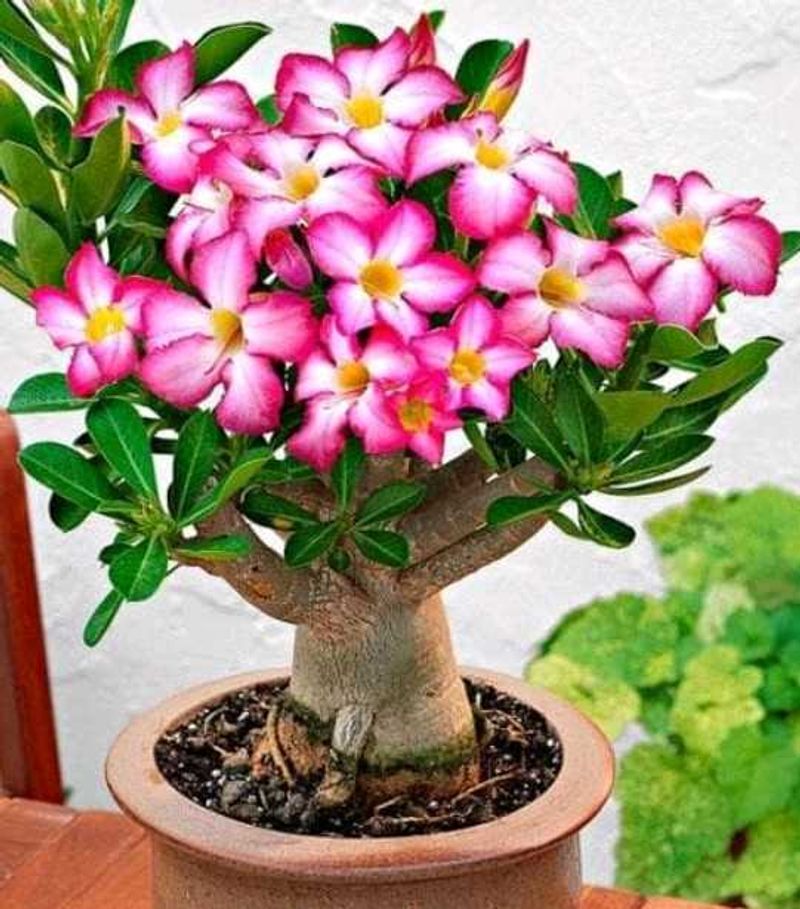 (5🌱🥔Adenium plant seeds)