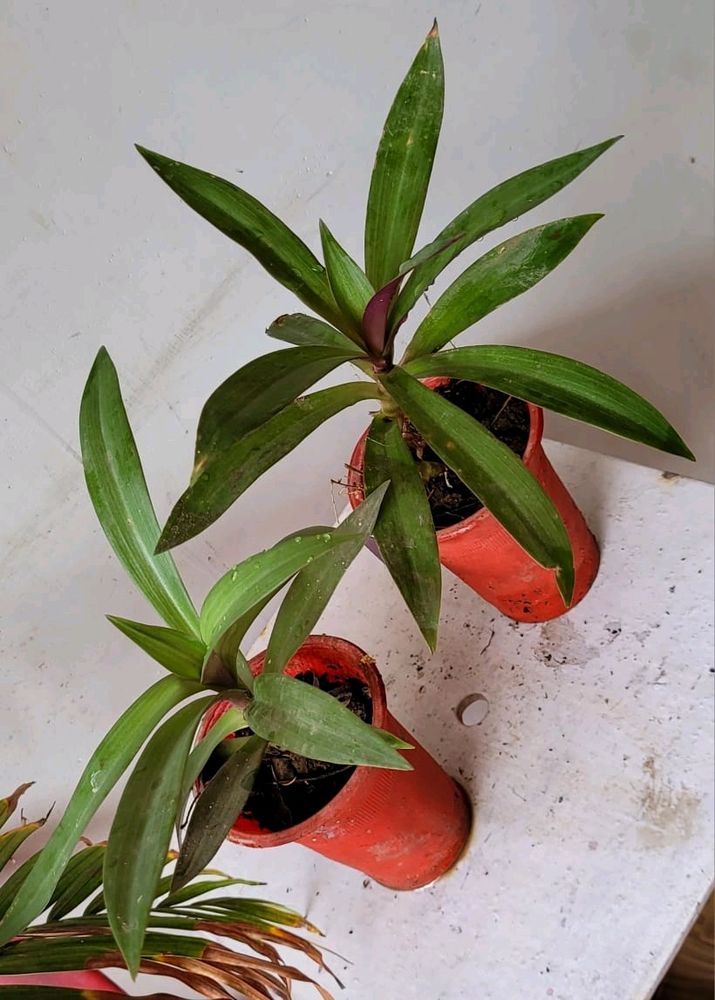 Pack 2.Moses-in-the-Cradle Plant🌵&amp;Pot