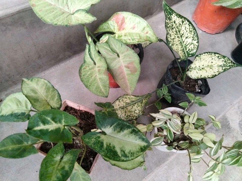 Assorted Beautiful plants