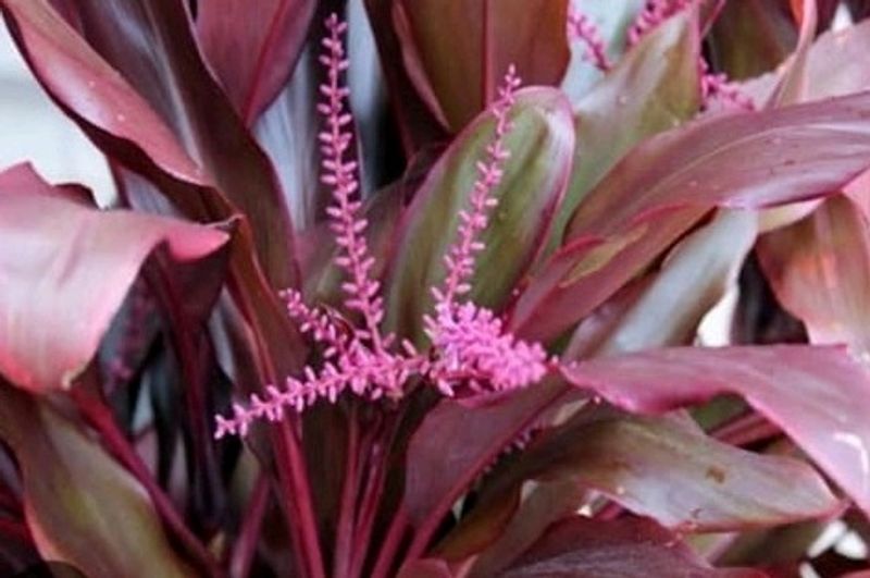 Dracaena Red Ruby 🌵 &amp; Pot