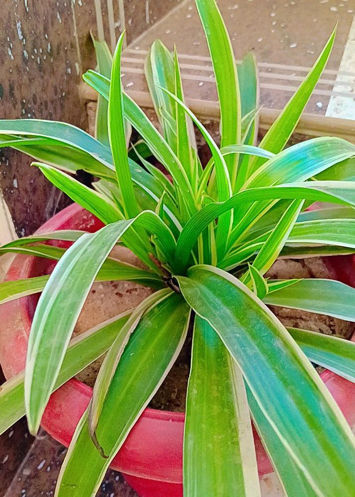7 Live Plants With Roots