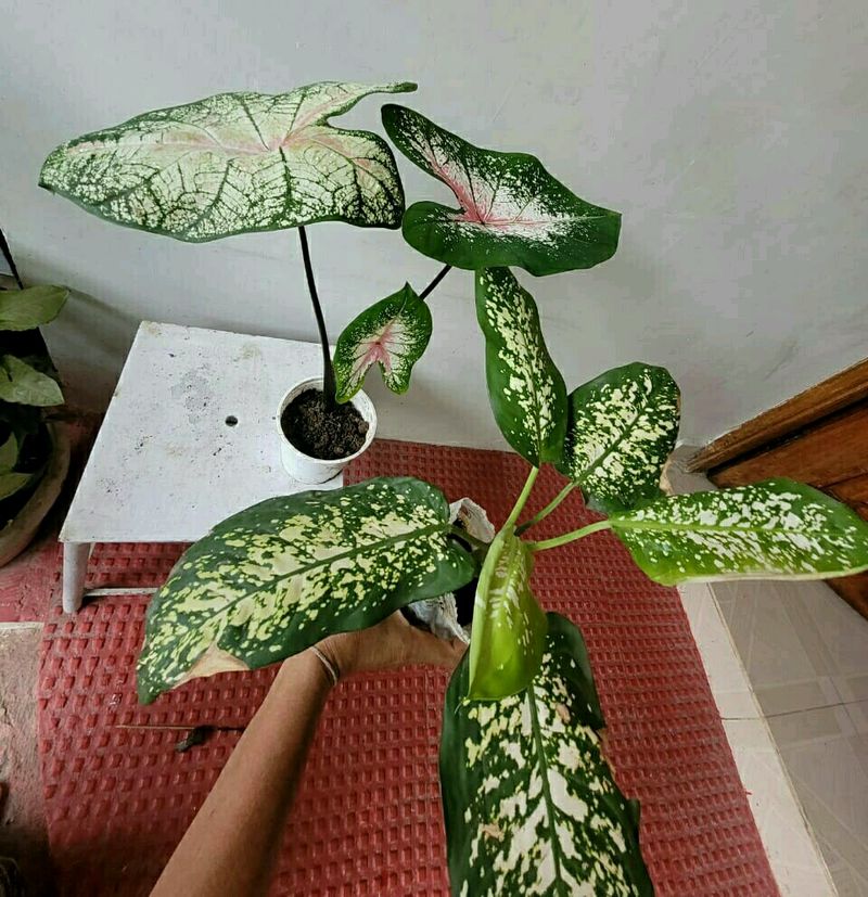 Pack 2 Syngonium &amp;calcium cherryplant 🌵
