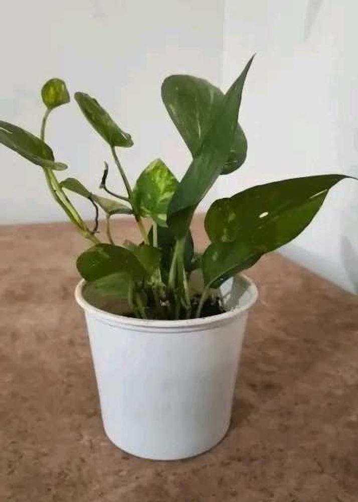 Money plant