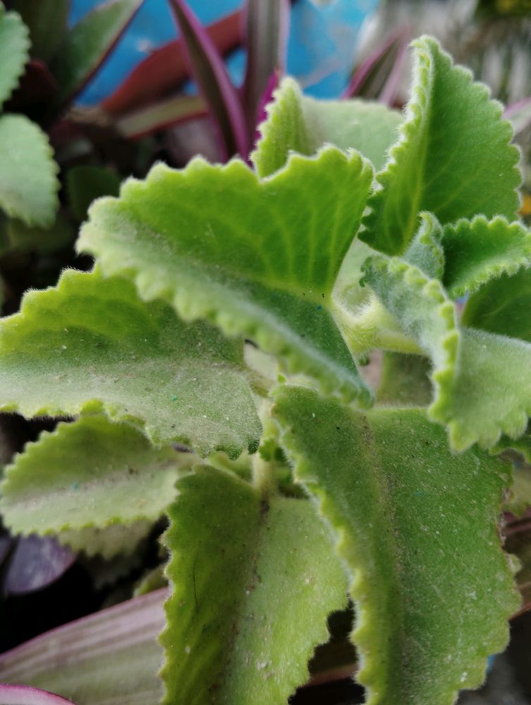 3 Plant Combo with Rooted