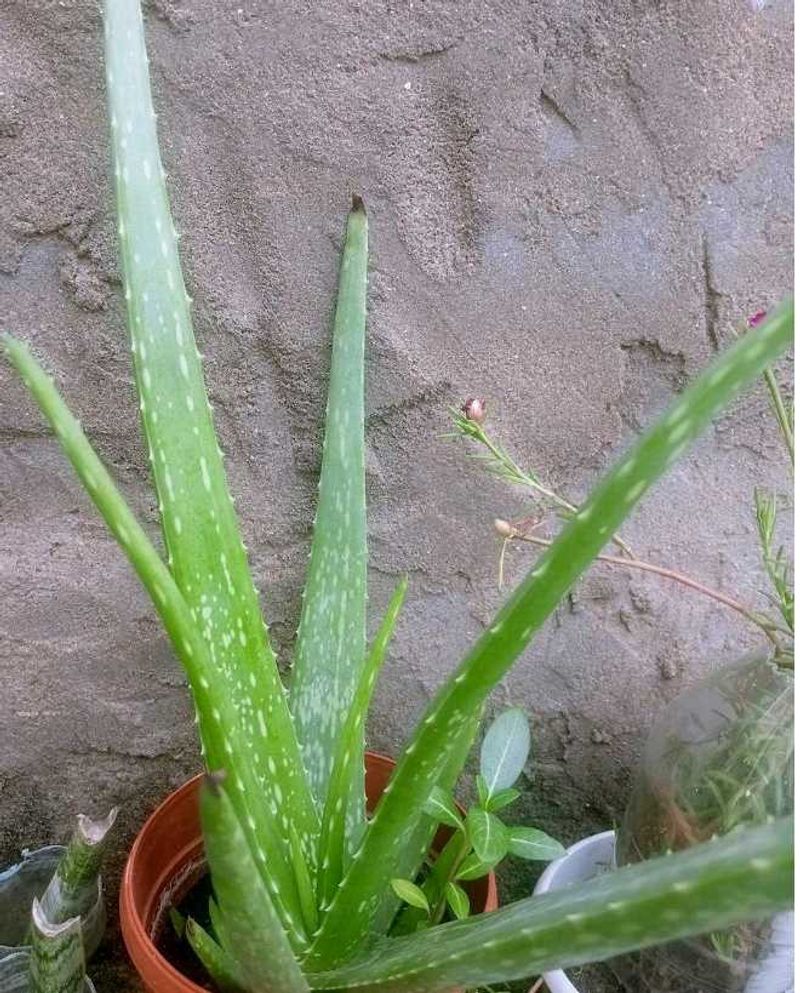 Healthy Aloe Vera Plant