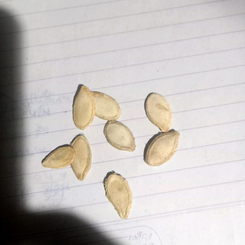 10 Pumpkin Seeds