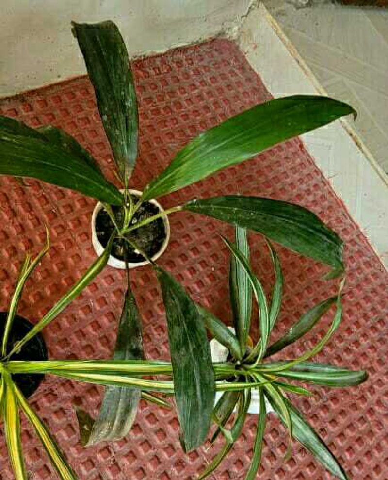 Set 2 Dracaena Mahatma &amp; Callisia Plants