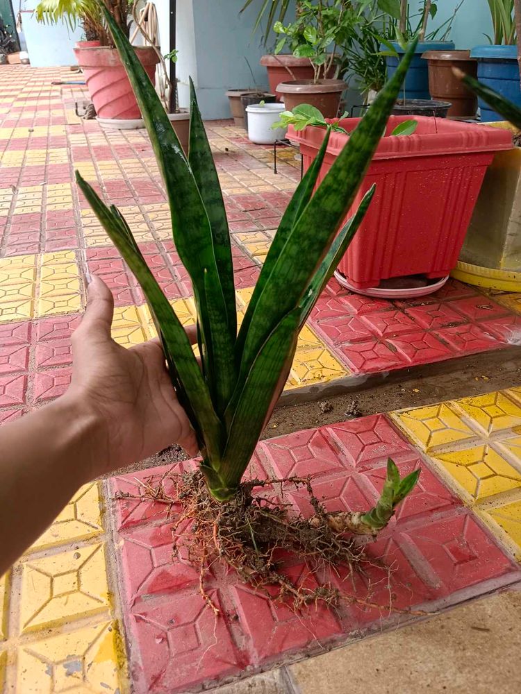 Sansevieria  / snake plan