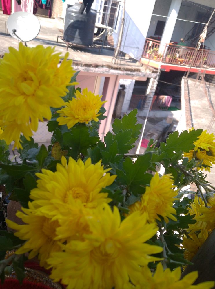 Yellow Flower Plant