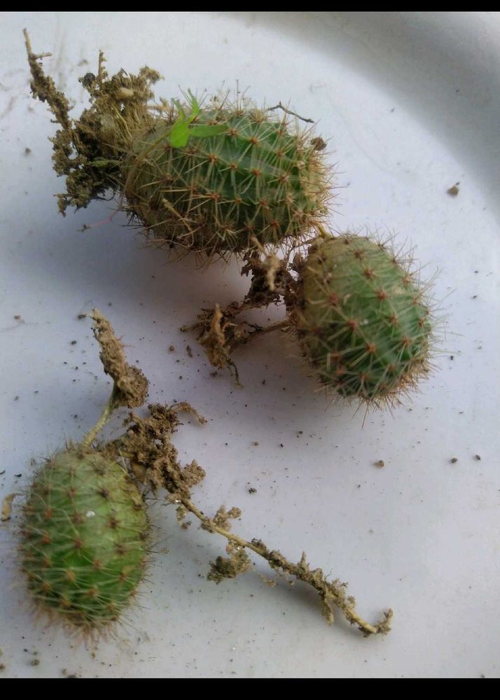 Expensive Cactus Plant
