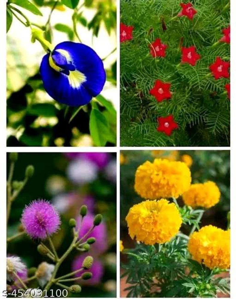 Beautiful Flower Seeds Combo of 4