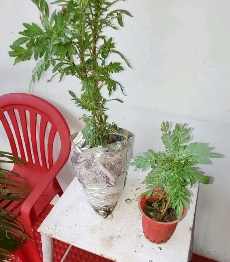 Tulsi &amp; Marigold Combos 3 Plants