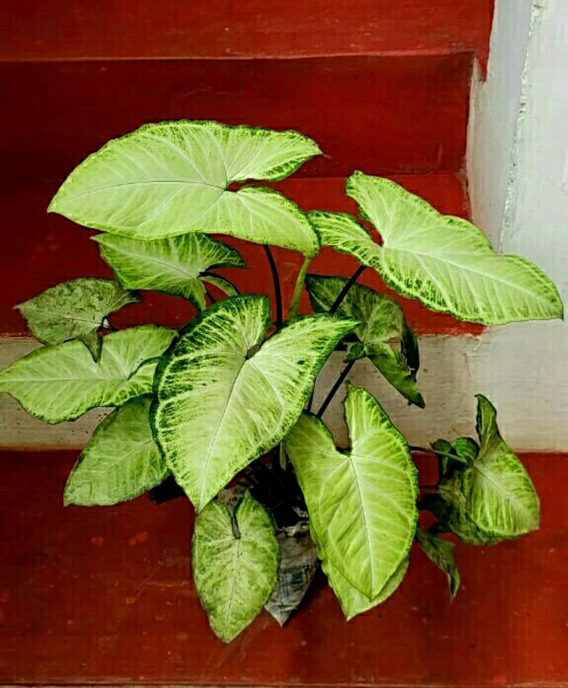 Plants Nephthytis (Syngonium)