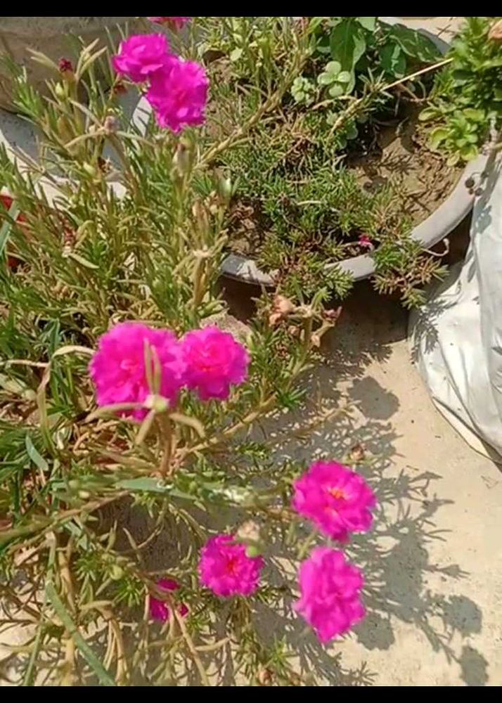 portulaca plant, gulduphariya ,7 types