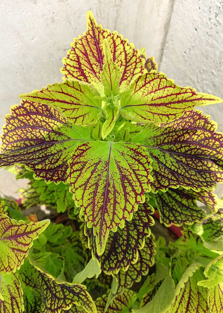 Coleus Live Plants