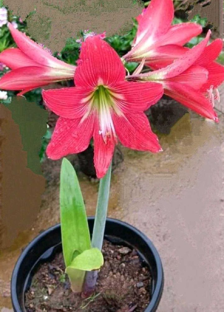 2 Colors Amarilily/Ester Lily