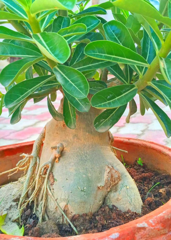 Bonsai Of Adenium plant With Combo
