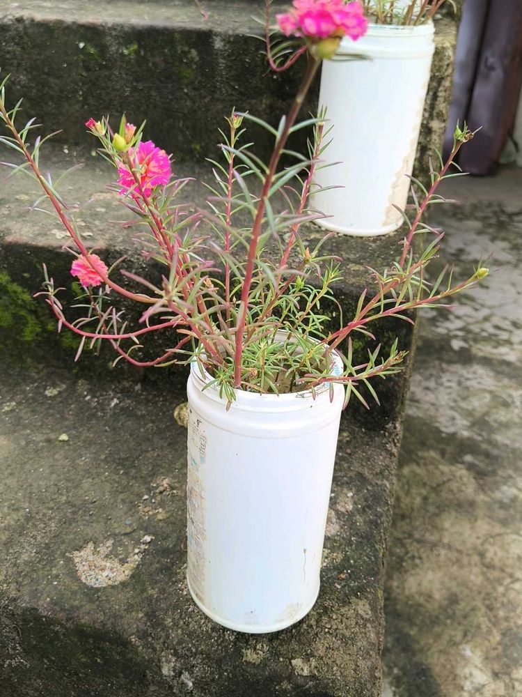 Vibrant Pink Purslane Plant