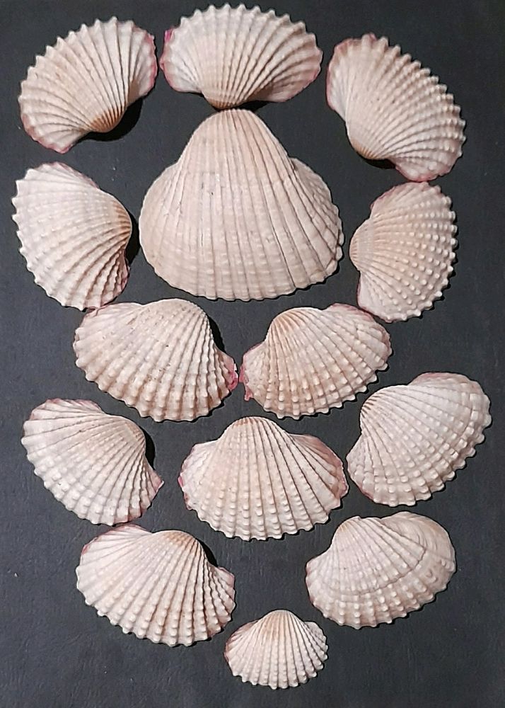 14 Sea Shells
