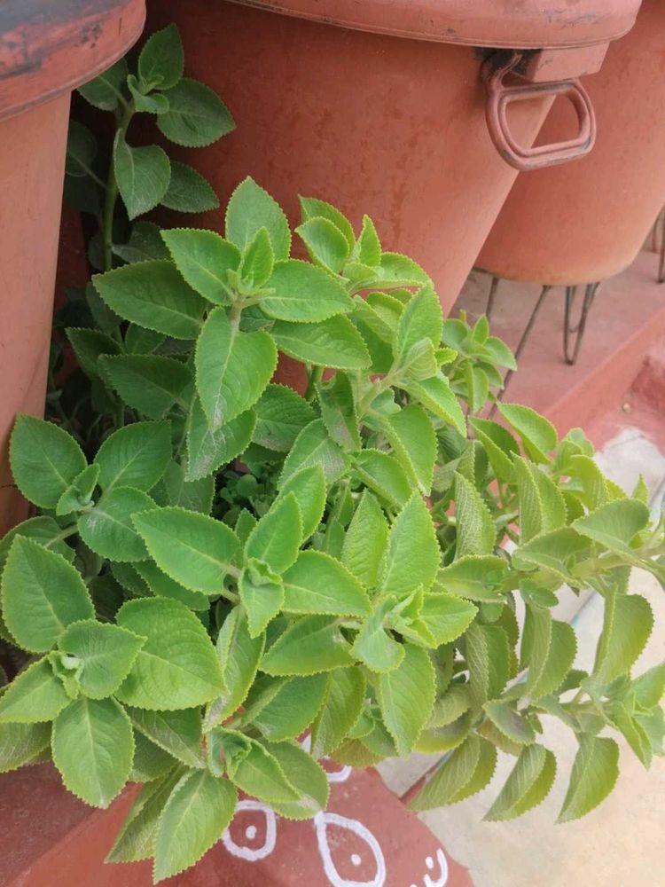 vamma plant