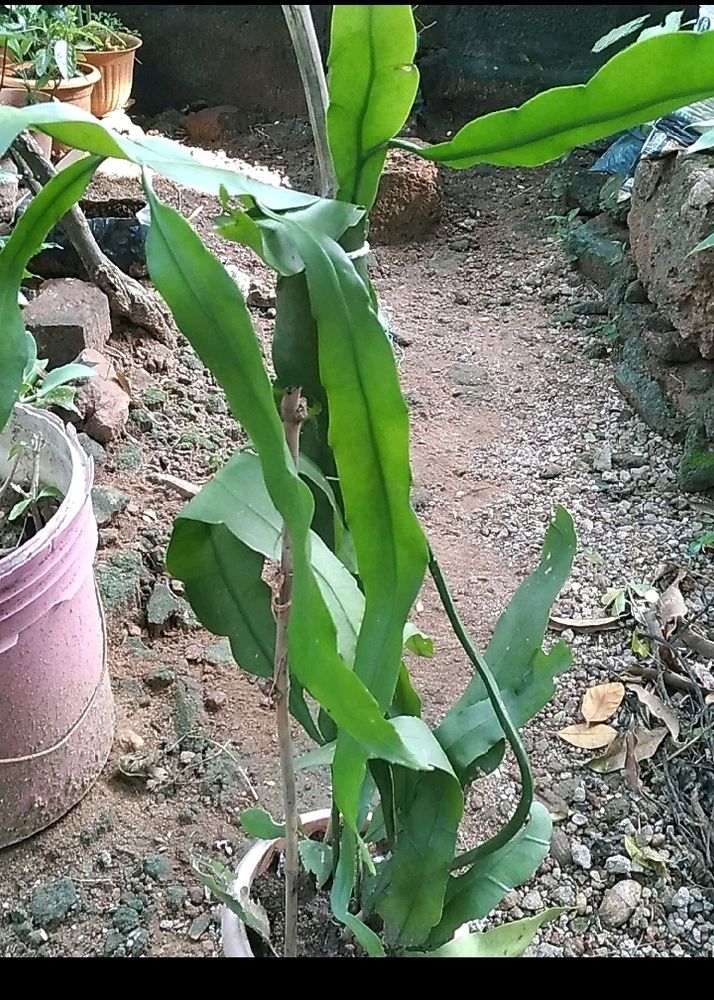 Brahma Kamal Cutting