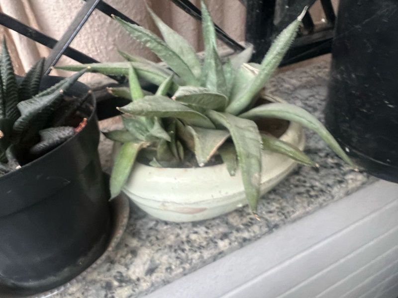 rare white ghost aloe pup real plant