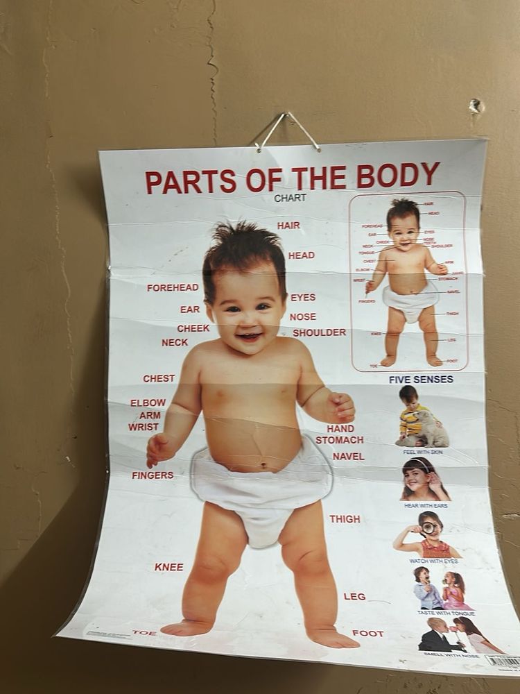 Parts of the Body Chart for Kids