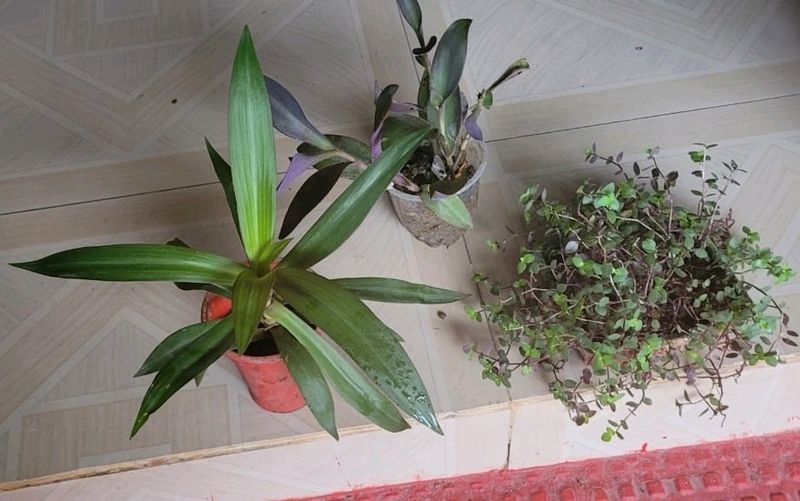 3 Set Moses in the Cradle &amp;Turtle Vine plants