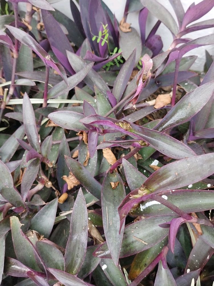 Tradescantia pallida ( Purple Heart Plant)