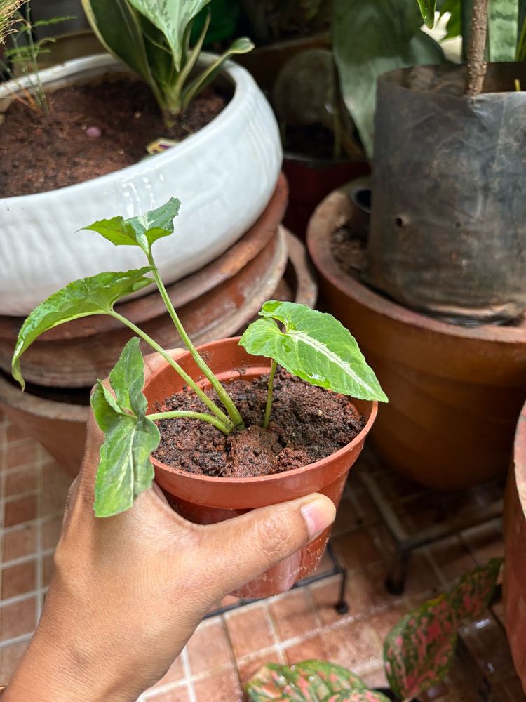 Healthy Syngonium Plant