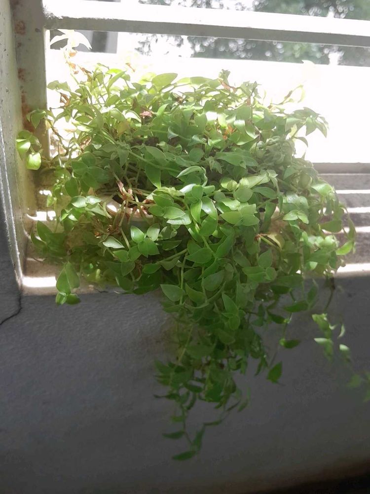 Real Rooted Turtle Vine Potted Plant