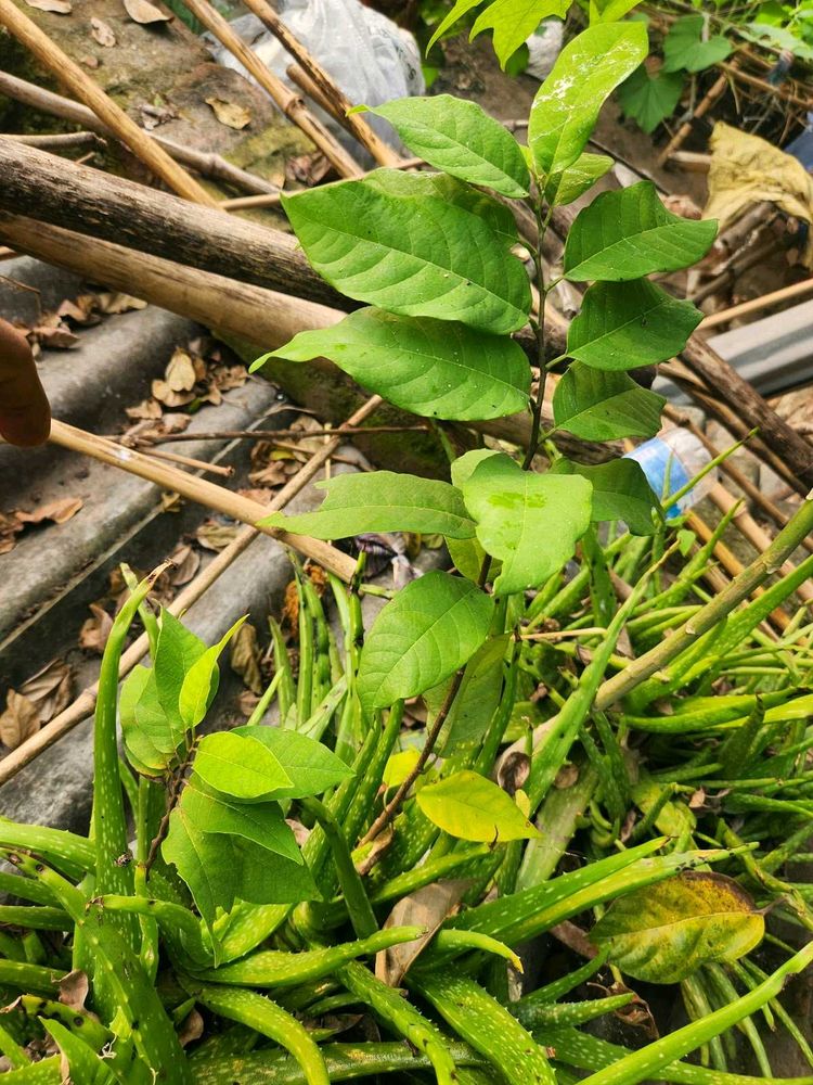 sitaphal fruits 🍏  plant